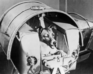 Laika, the space dog, aboard Sputnik II in November 1957.